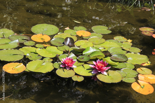 Foto Botanical garden of painter Monet in Giverny, France