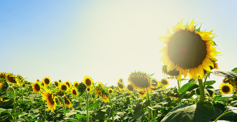 Sunflower flowers in the sun