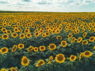 Aerial view of sunflower field