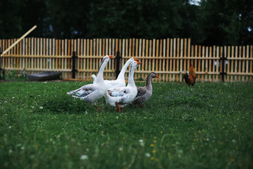 Wall Mural - Geese and sheep on a farm