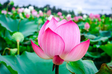 Pink Lotus Flower. The Background Is The Lotus Leaf And White Lotus Flower And Lotus Bud In A Pond. Beautiful Sunlight And Sunshine In The Morning