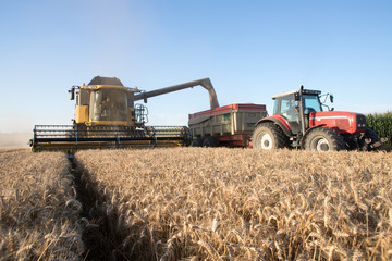 Wall Mural - Moissonneuse et tracteur