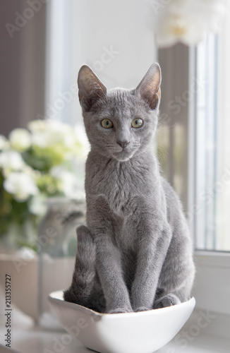 Russisch Blau Kitten Kaufen Sie Dieses Foto Und Finden Sie