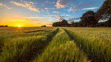 Tractor Track Through Wheat Field At Sunset
