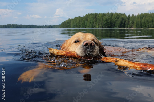 Fotomural Dog (Golden Retriever) swimming and fetching a stick.