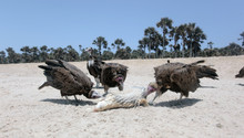 Group Of Vultures Eating White Fish Dead Body On A Bright Atlantic Beach In The Gambia, Africa During A Dry Season With A Blue Sky And Green Palm Trees In The Background