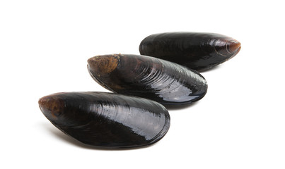 Poster - mussels isolated