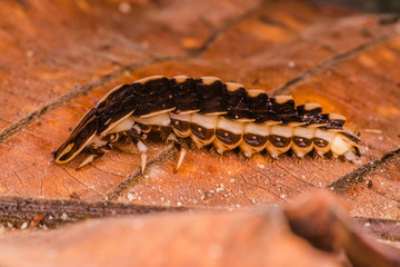 Wall Mural - Female wingless grub-like firefly larvae or glowworm (Lampyridae: Lamprigera sp.) crawling on a brown leaf gives out or emitting a bioluminescence yellow green light from its abdomen during the night