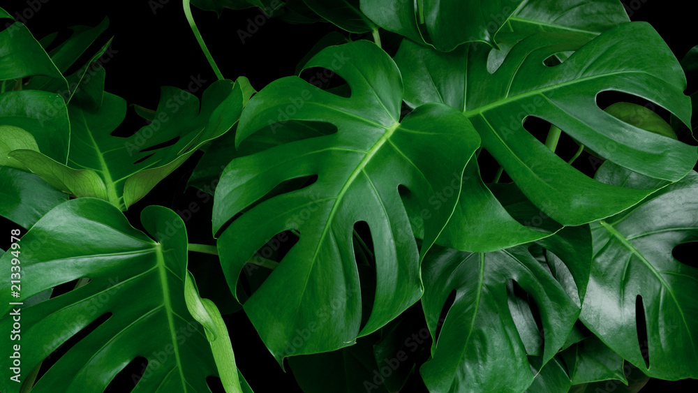 Green tropical leaves Monstera ornamental plant jungle evergreen vine on  black background Stock Photo | Adobe Stock