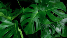 Green Tropical Leaves Monstera Ornamental Plant Jungle Evergreen Vine On Black Background
