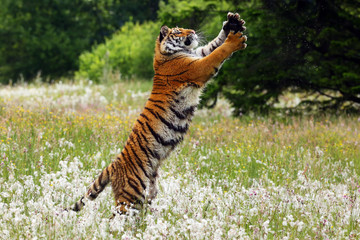 Sticker - The Siberian tiger (Panthera tigris tigris),also called Amur tiger (Panthera tigris altaica) on a meadow. Yong female amur tiger on the meadow with forest so background.