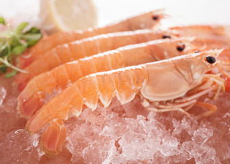 Wall Mural - Scottish Langoustines