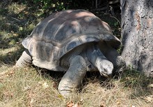 Big Animal Turtle