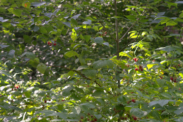 Wild raspberry thickly shrubs, with berries, slowly ripen in the summer forest shadow