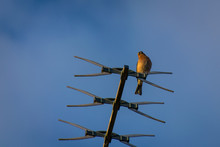 Chaffinch Wild Bird Perched On Tv Aerial At Sunset