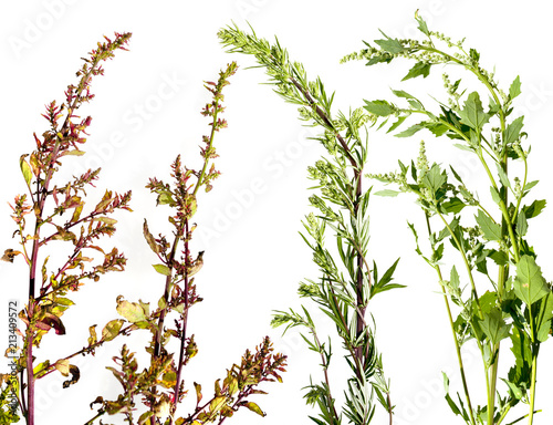 Artemisia vulgaris and Chenopodium album and Atriplex - garden orache common ...
