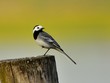 The white wagtail (Motacilla alba) sitting on a stake