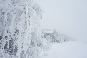 Winter trees in the snow