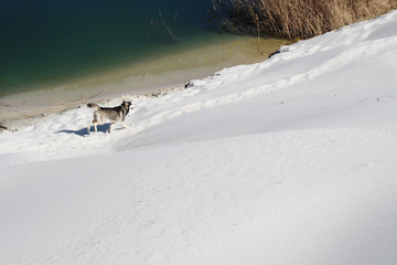 Photo of two happy running husky.