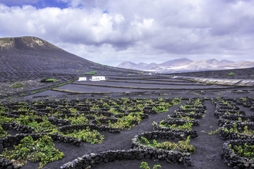 Wall Mural - The Wine Valley of La Geria - Lanzarote, Canary Islands, Spain