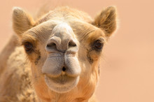 Close Up Camel Portrait