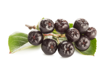 Close up of aronia chokeberry isolated on white.