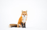 Fototapeta Zwierzęta - Red Fox, Canada