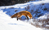 Fototapeta Zwierzęta - Red Fox, Canada