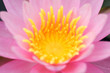 close up of beautiful lotus(water lily) flower background.