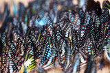group of colorful butterfly wing background.
