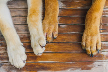 Dog's Feet On Wooden Floor