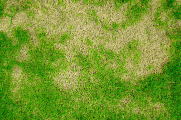 pests and disease cause amount of damage to green lawns, lawn in bad condition and need maintaining