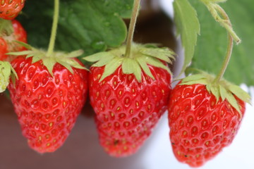 Strawberry three pieces ripe red ripe