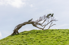 Windswept Tree Permenantly Bent By The Prevailing Winds On A Grassy Hilltop In The Chatham Islands, New Zealand.