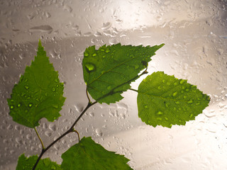 Sticker - birch leaves on wet glass with raindrops, copy space for text.