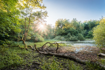 Wall Mural - HDR photo of partly dried up forest lake in backlight