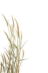 Wall Mural - Grass isolated on white background.