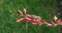 This Is A Video Of A Mediterranean Gecko On A Red Yucca Flower.