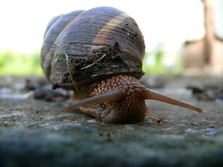 Grape Snail