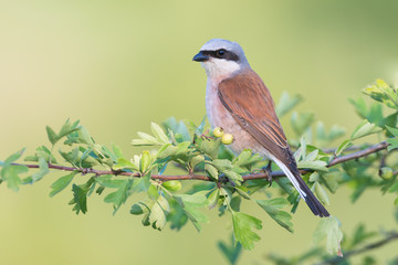 Poster - Red-backed Shrike (Lanius collurio)