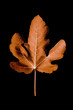 fig tree leaf copper color,single leaf on black background