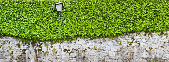 Poster - Schöne alte Parkmauer mit Efeu bewachsen