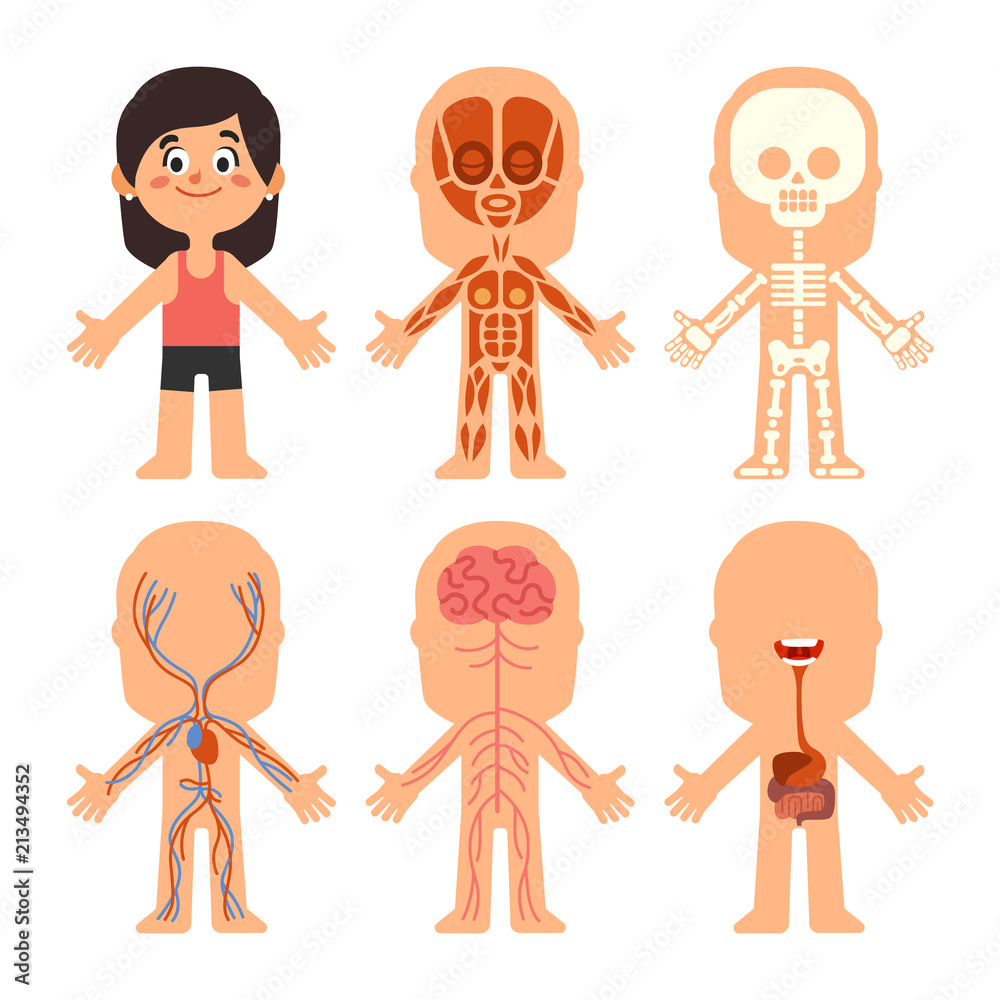 Cartoon girl body anatomy. Woman veins, organs and nervous system ...