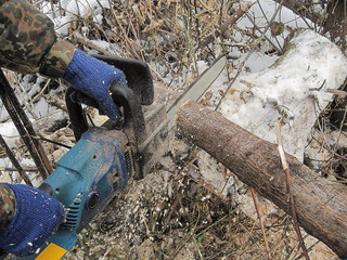 the worker saws a tree by chainsaw, close up