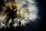 Fototapeta Dmuchawce - White Dandelion with Water Drops