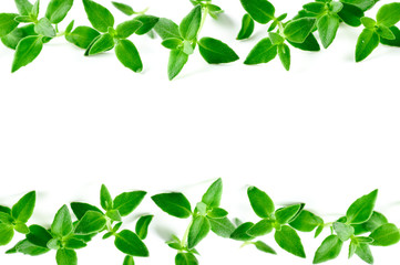 Wall Mural - Thyme fresh herb background with copy space.