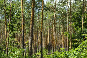 Coniferous forest landscape.