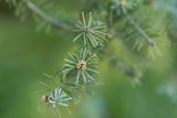 Fototapeta Do akwarium - wilderness. branch fir macro. a sprig of pine needles. background texture nature