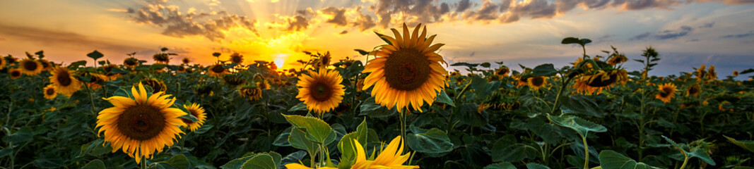 Fotobehang - Summer landscape: beauty sunset over sunflowers field. Panoramic views
