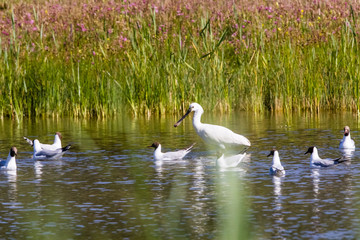 ornithological park of marquenterre, in the bay of somme